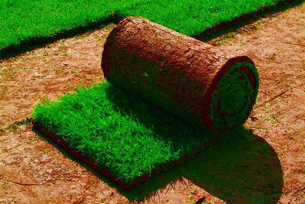 Все виды газона в рулонах в Ставропольском крае от компании «Николаевские сады».