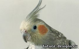 Памперсы для птиц