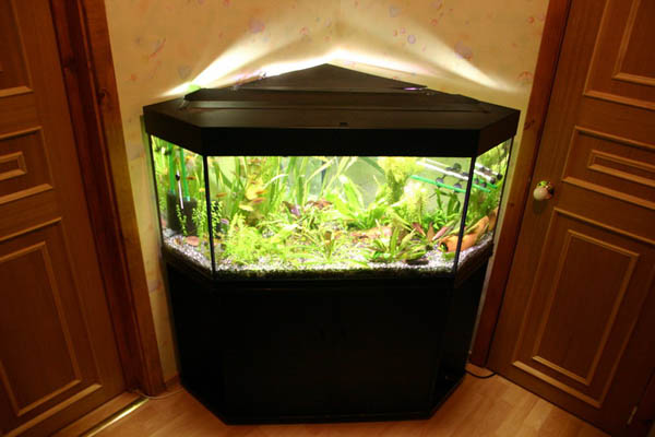 Большой выбор красивых угловых аквариумов от аквариумного центра «Тетрадон».